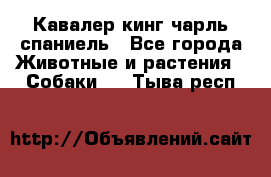 Кавалер кинг чарль спаниель - Все города Животные и растения » Собаки   . Тыва респ.